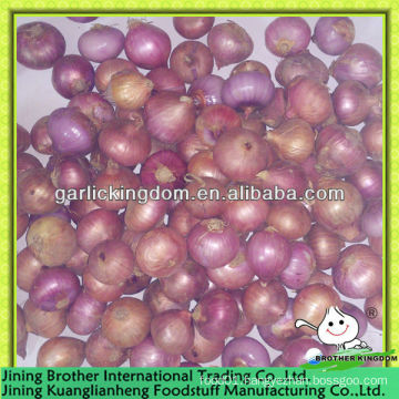 2-3cm China red onion,small onion